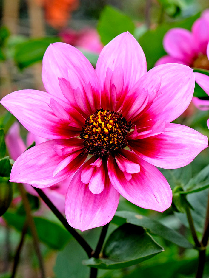 Dahlia Skyfall