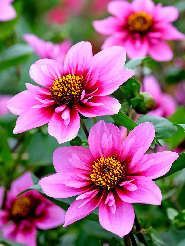 Dahlia Skyfall