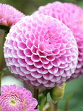 Dahlia Stolze von Berlin tubers