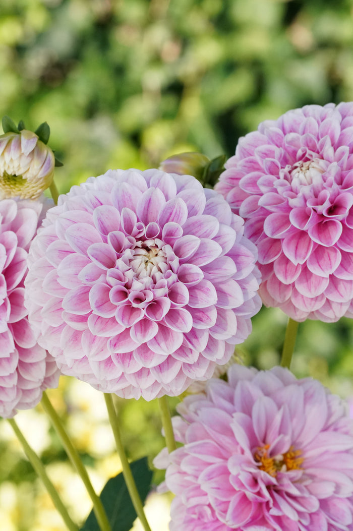 Stolze von Berlin Dahlia Tubers