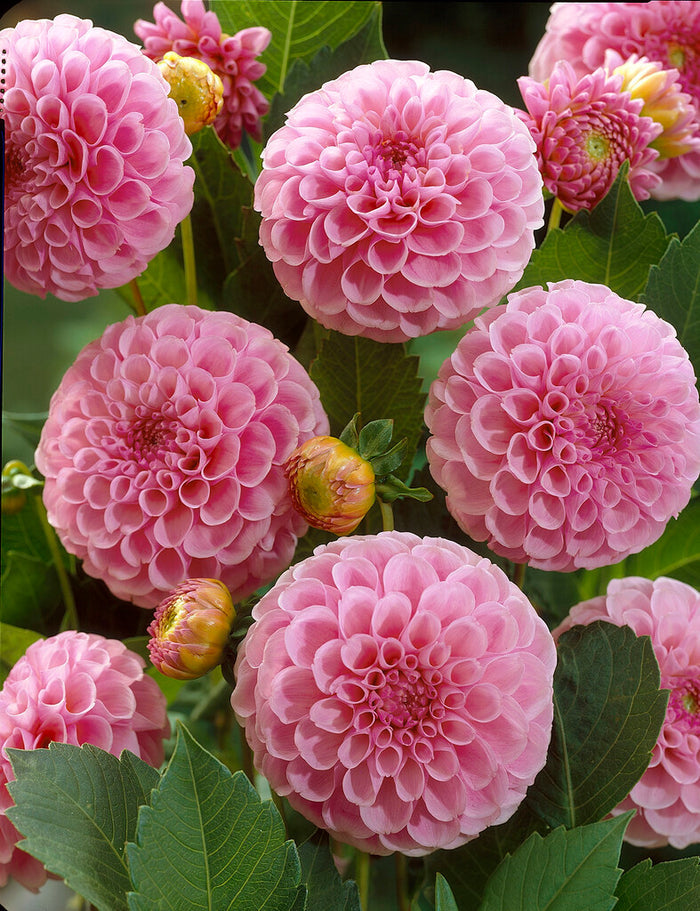 Pompon Dahlia Stolze von Berlin