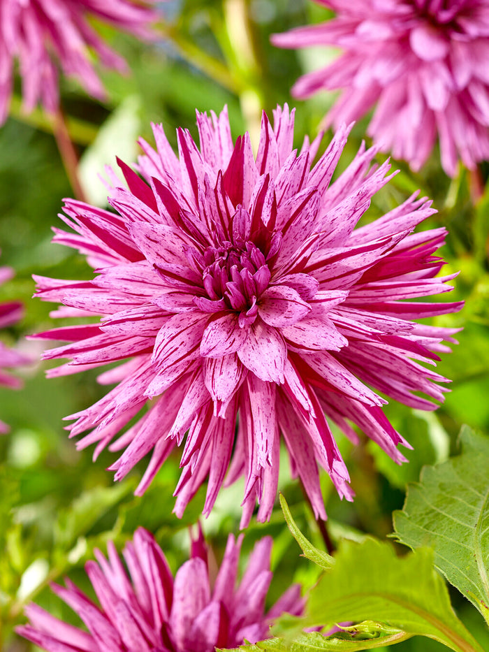 Dahlia Striped Ambition