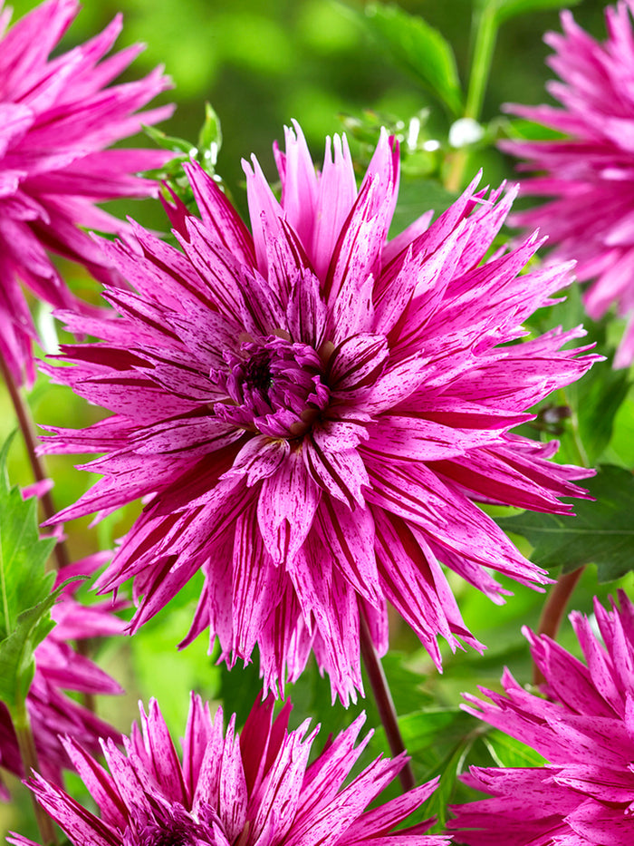 Dahlia Striped Ambition