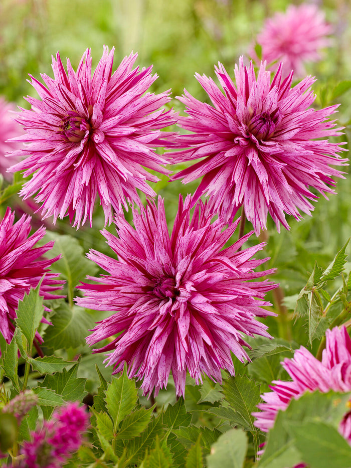 Dahlia Striped Ambition