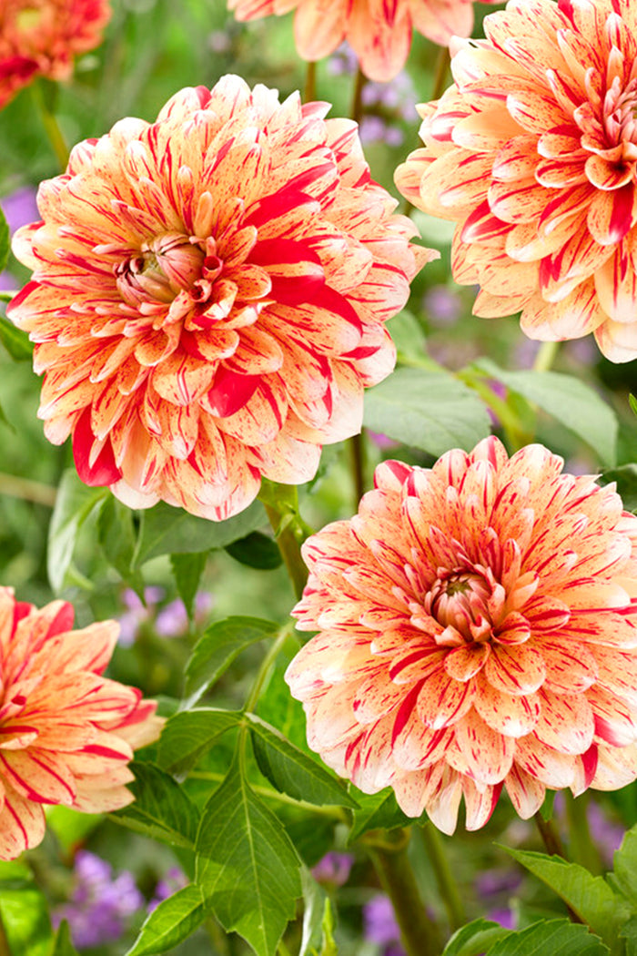 Dahlia Striped Nagano Tubers
