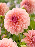Dahlia Sturm Sweet Maria