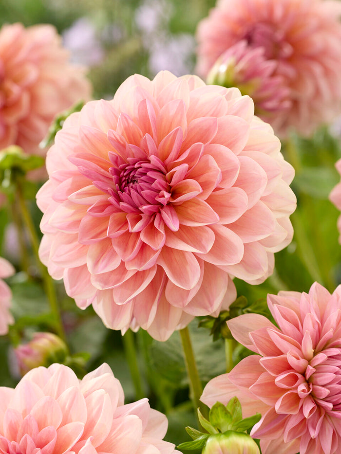 Dahlia Sturm Sweet Maria