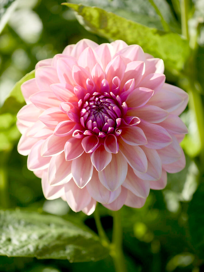 Dahlia Sturm Sweet Maria