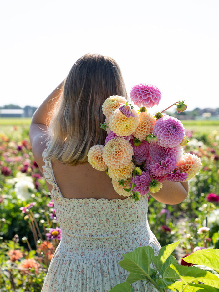 Spring planted flower bulbs and perennials