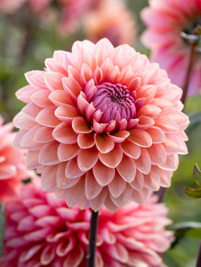Dahlia Sweet Sanne