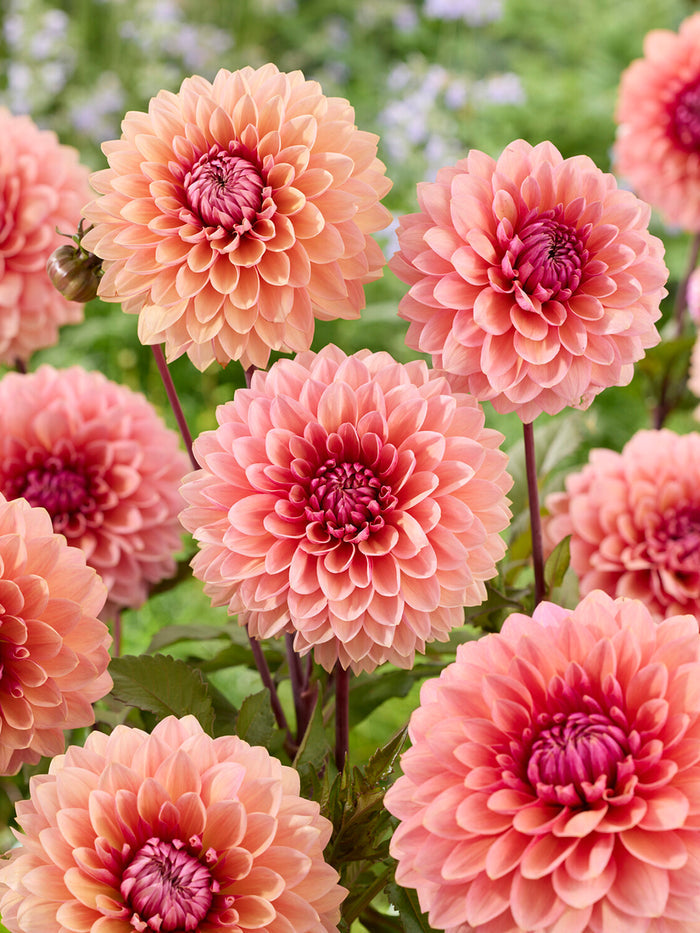 Dahlia Sweet Sanne