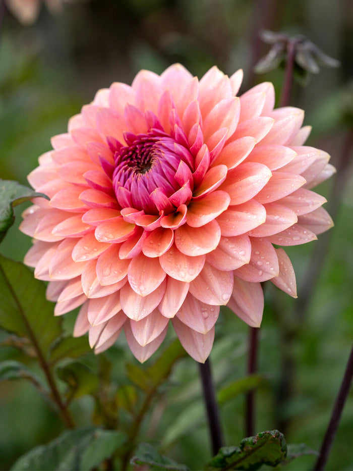 Dahlia Sweet Sanne