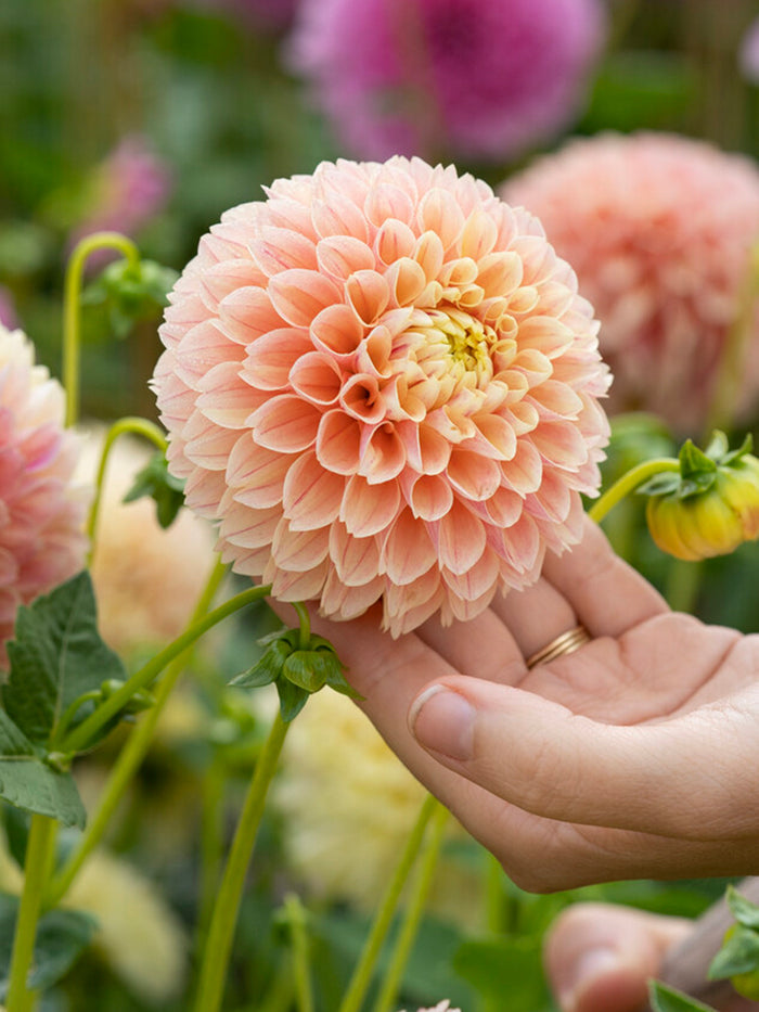 Dahlia Sweet Suzanne