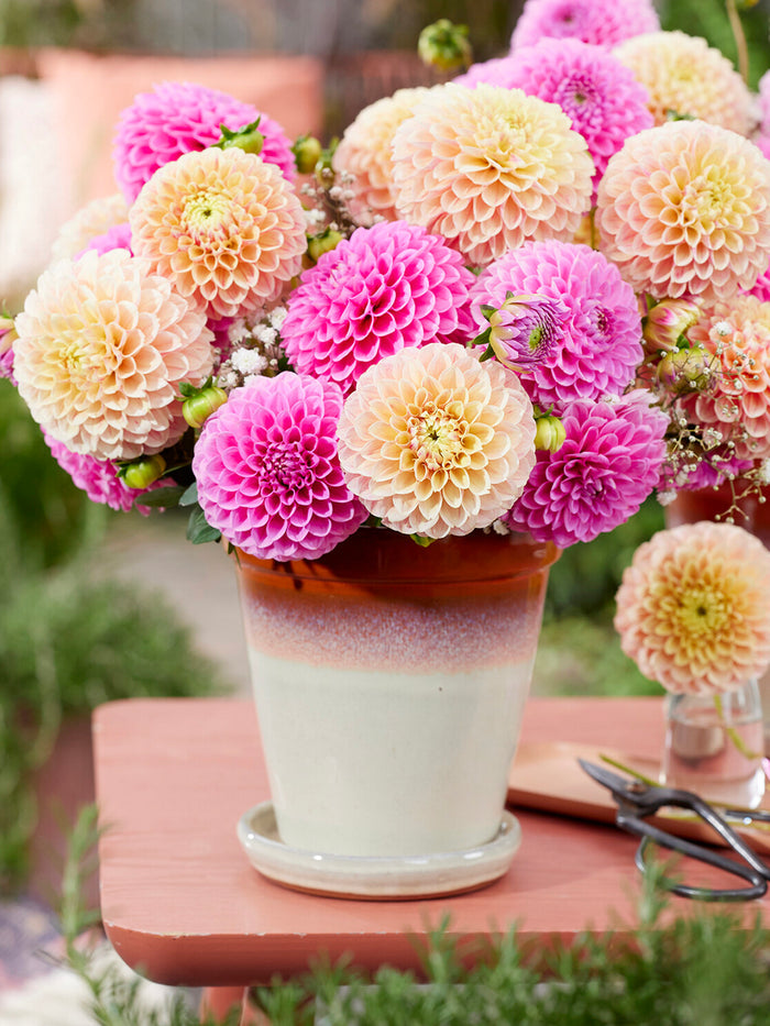Dahlia Sweet Suzanne