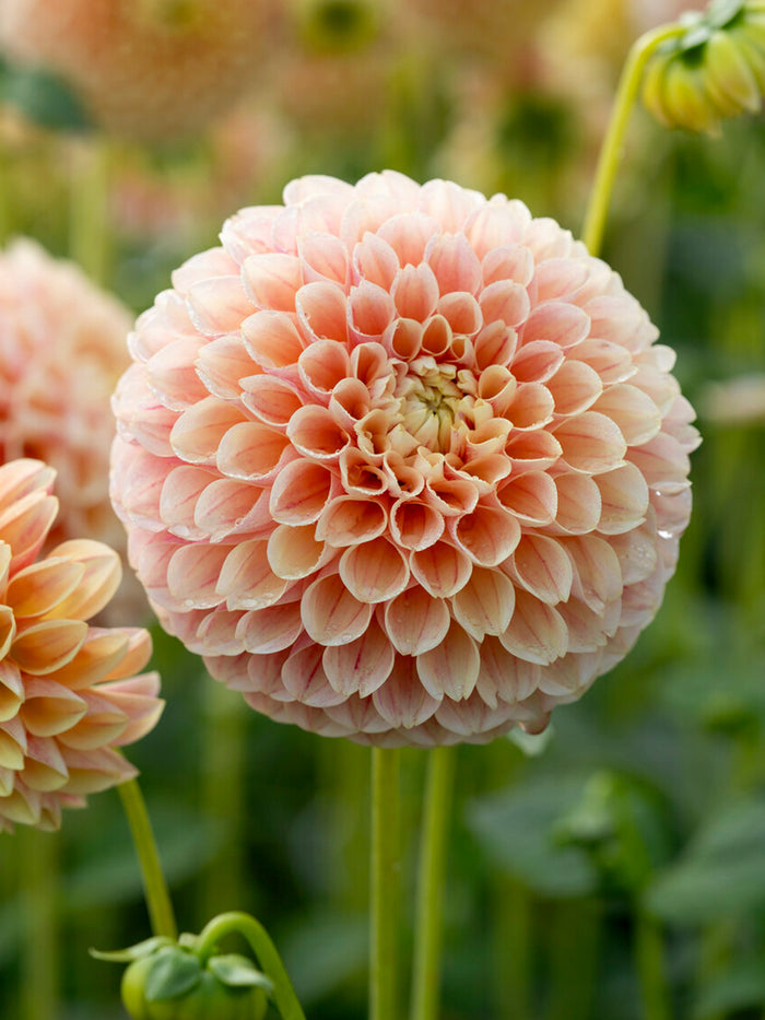 Dahlia Sweet Suzanne