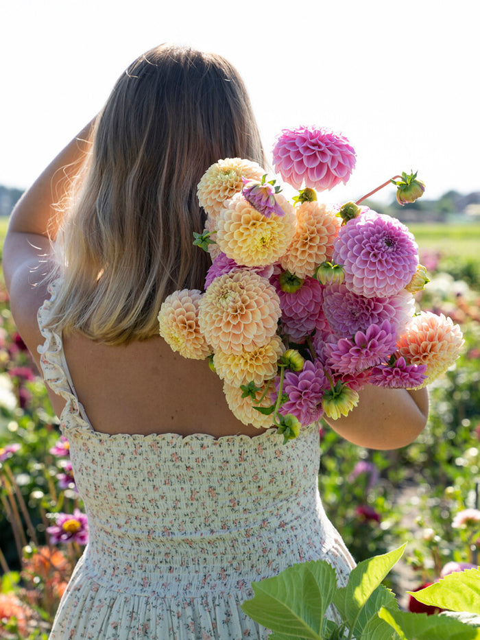 Dahlia Sweet Suzanne