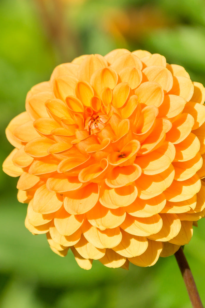 Dahlia Sylvia Tubers