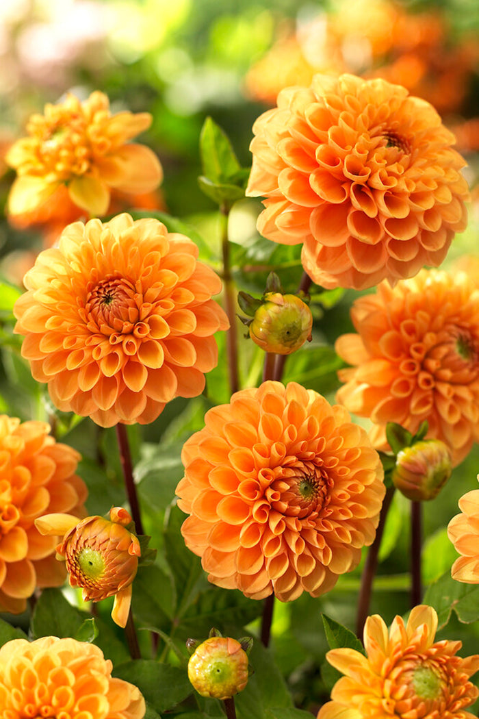 Dahlia Sylvia