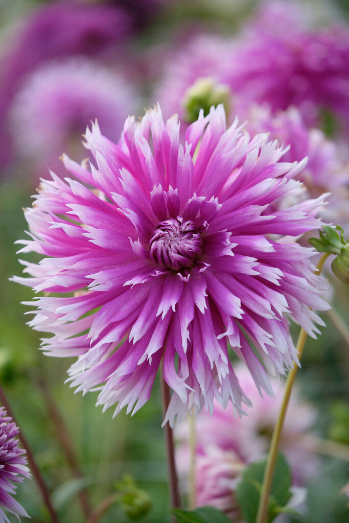 Dahlia Table Dancer Tubers