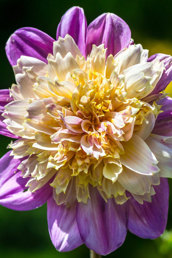 Purple/Cream Dahlias - Dahlia Take Off Tubers