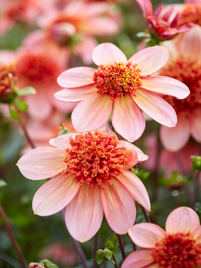 Dahlia Totally Tangerine Tubers