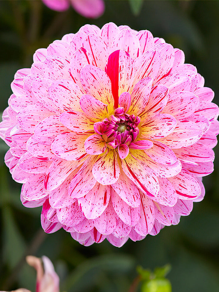 Dahlia Tropical
