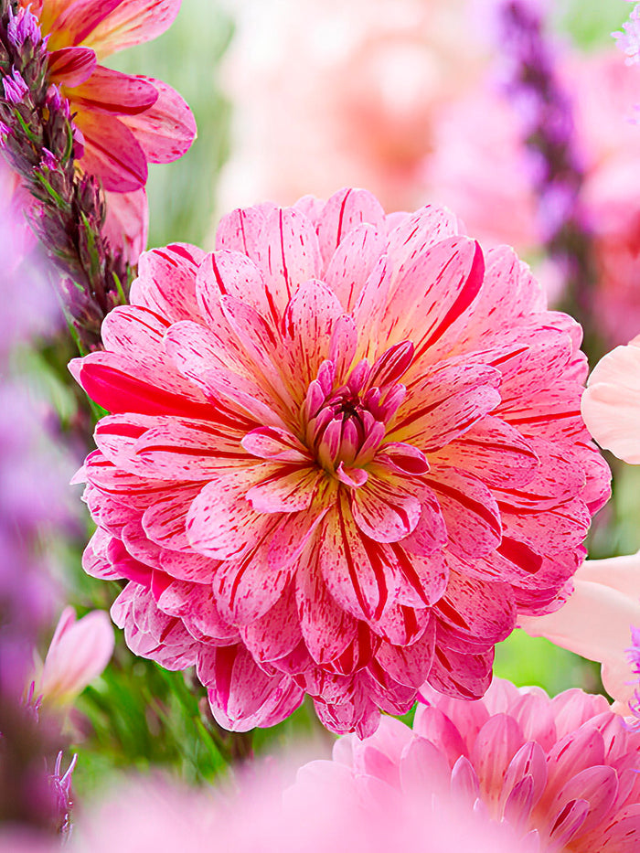 Dahlia Tropical
