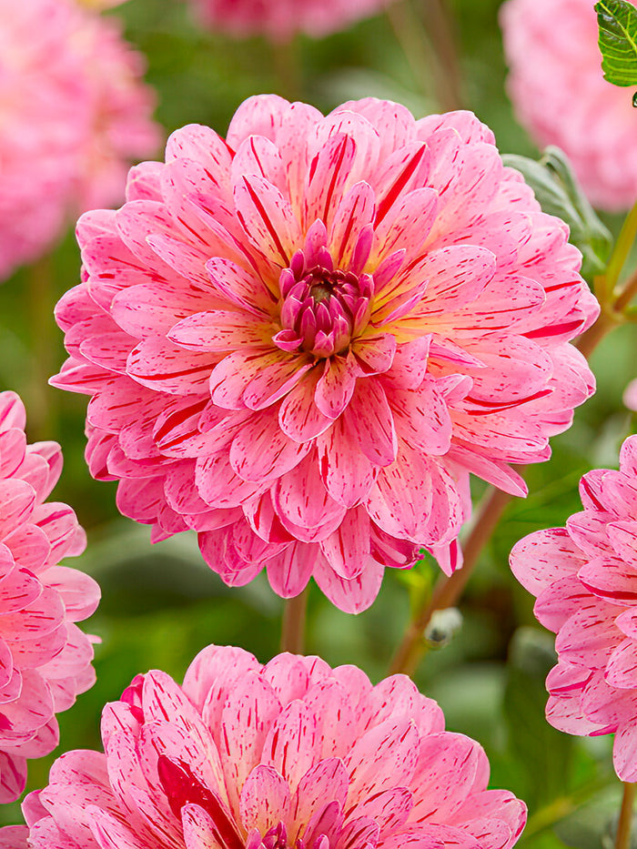 Dahlia Tropical