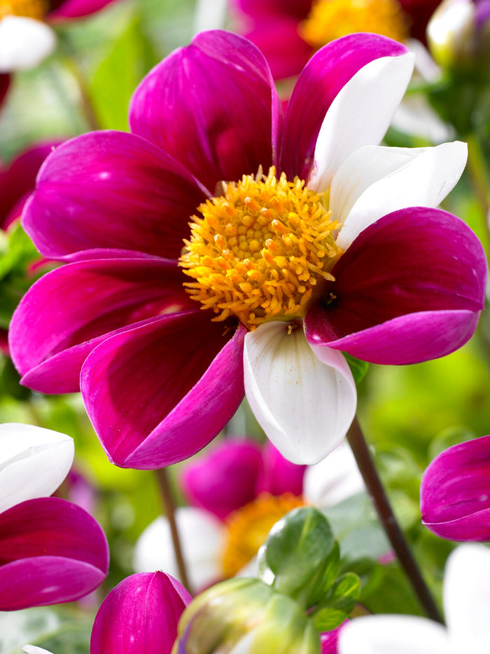 Dahlia Twyning's Smartie