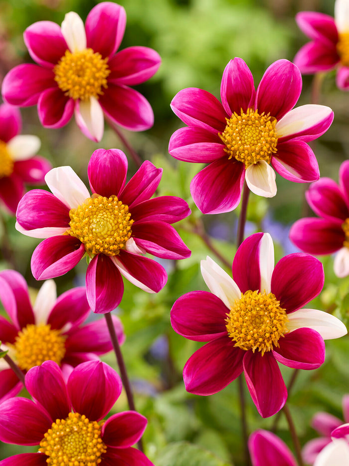 Dahlia Twyning's Smartie