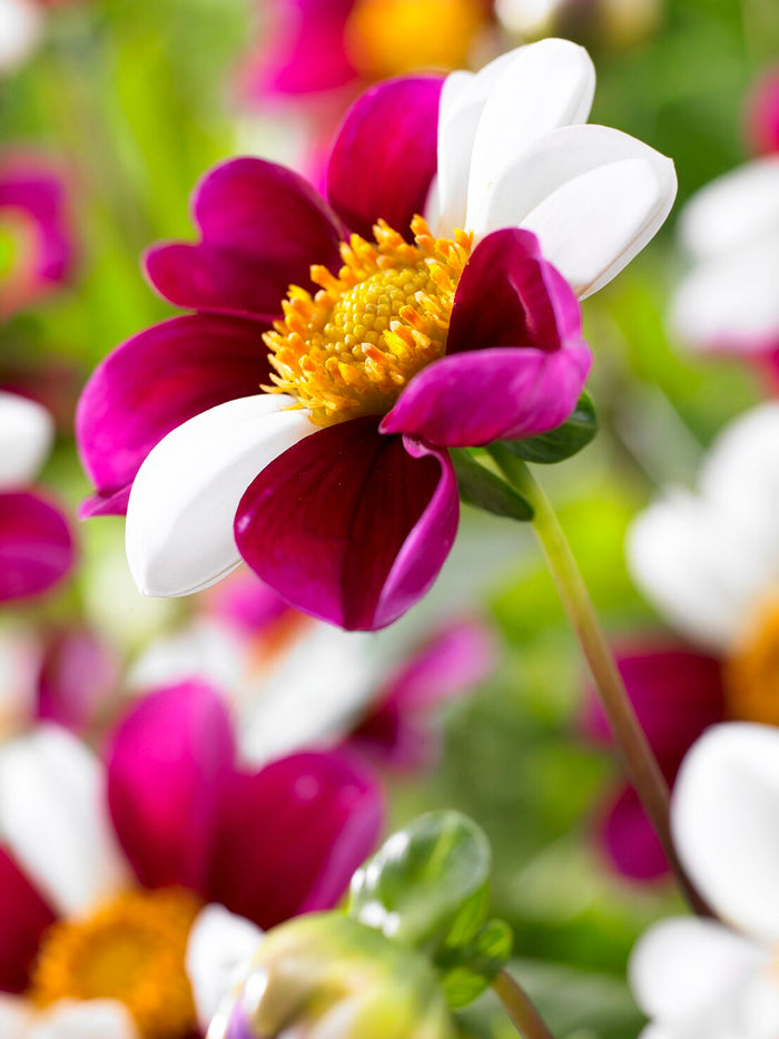 Dahlia Twyning's Smartie