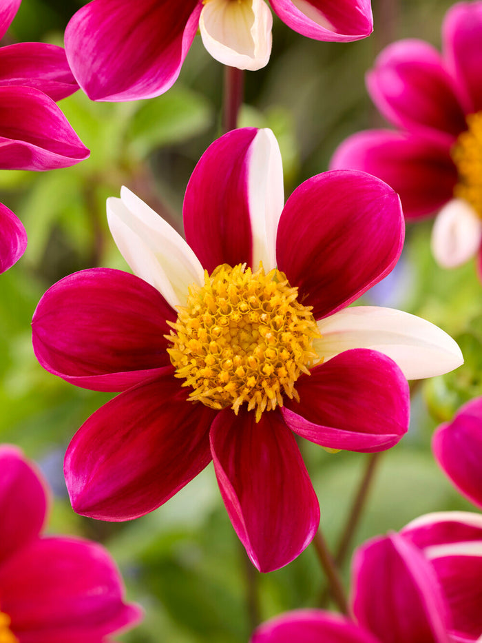 Dahlia Twyning's Smartie