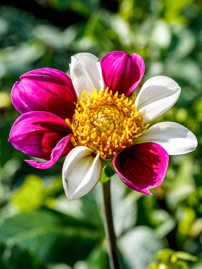 Dahlia Twyning's Smartie
