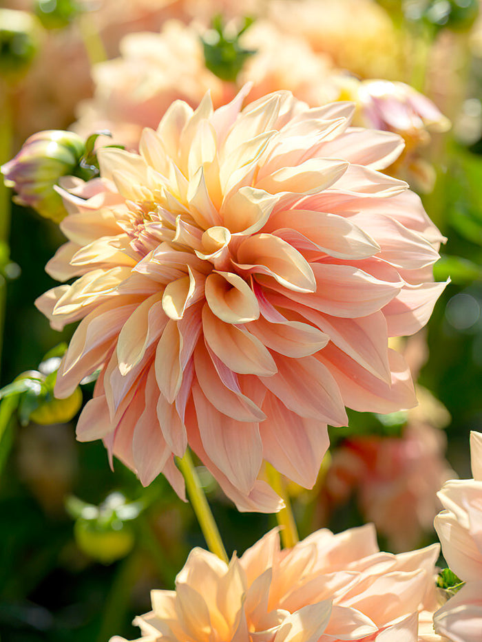 Dahlia Tyrell