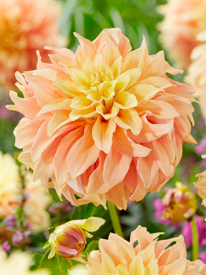 Dahlia Tyrell
