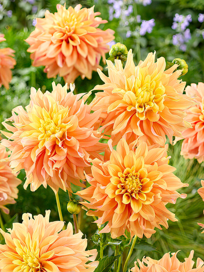 Dahlia Tyrell