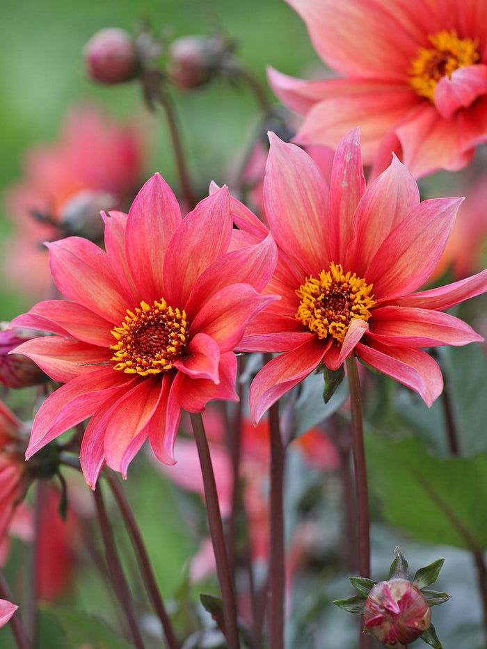 Dahlia Waltzing Mathilda