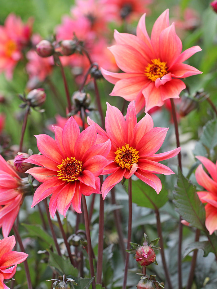 Dahlia Waltzing Mathilda
