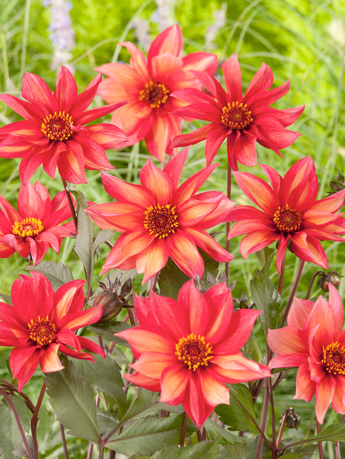 Dahlia Waltzing Mathilda