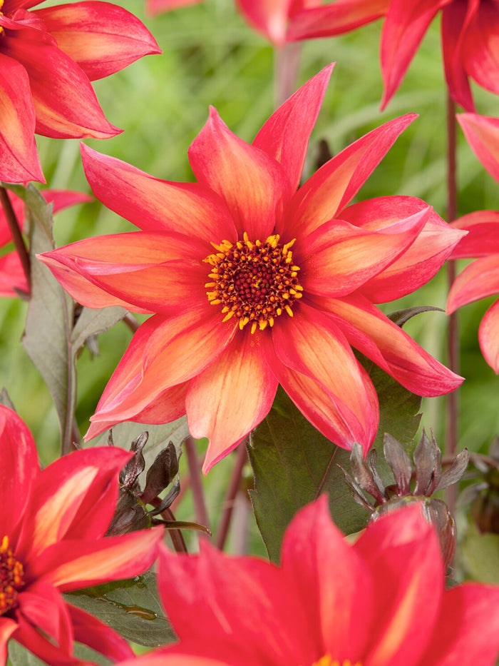 Dahlia Waltzing Mathilda