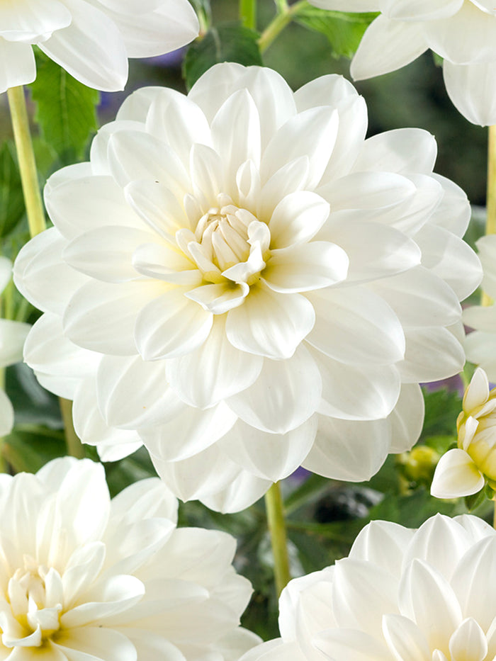 Dahlia White Onesta tubers