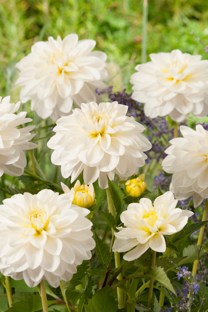 White Dahlias - Dahlia White Onesta