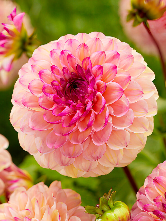 Dahlia Wine Eyed Jill