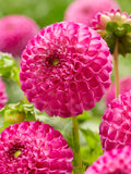 Dahlia Zippity Do Da