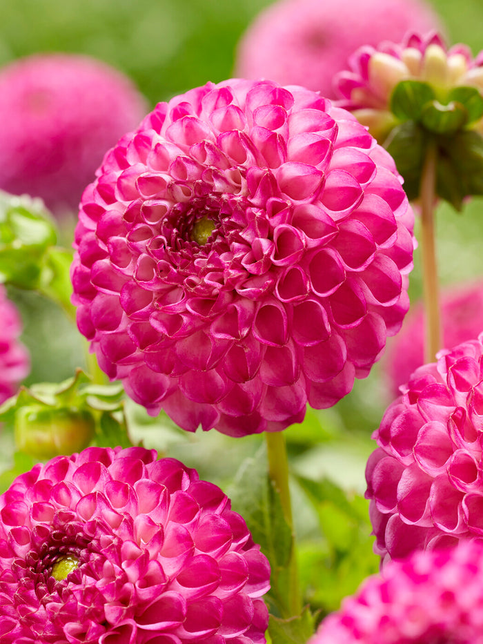 Dahlia Zippity Do Da
