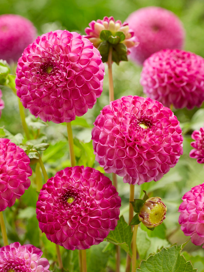 Dahlia Zippity Do Da