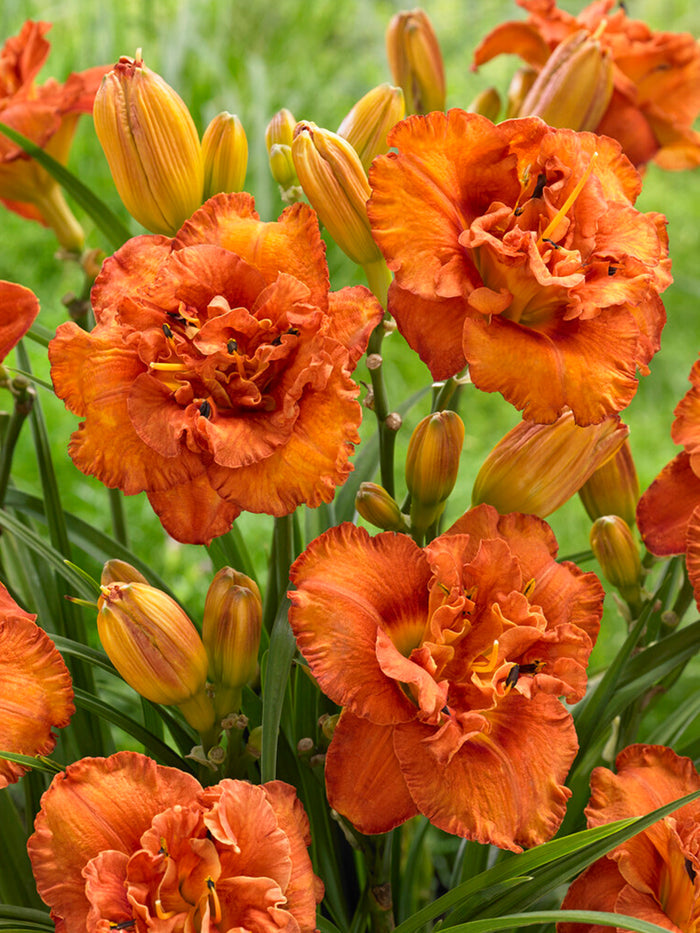 Daylily 'Awesome Luck' (also know as Hemerocallis 'Awesome Luck')