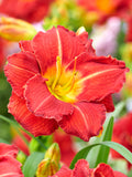 Day Lily Booby Ruby Roots
