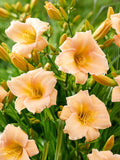 Daylily Mini Pearl
