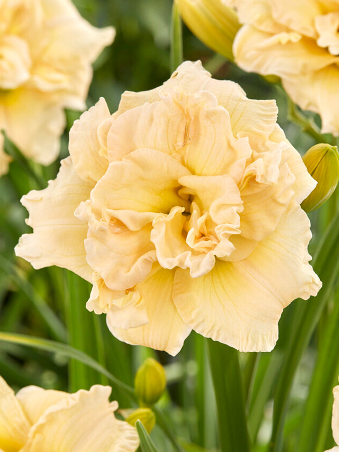 Daylily Schnickel Fritz